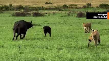 Muhteşem video: Anne bufalo yavrusunu aslan sürüsüne karşı savunuyor