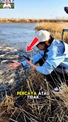 Banyaknya Ikan Salmon di Sungai Ini