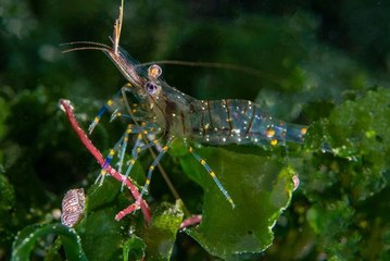 Karadeniz'in başka yüzü! Şimdi de su altı güzellikleri tanıtılacak