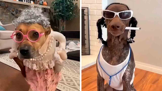 Vidéo hilarante : essayez de ne pas rire devant ces chiens déguisés