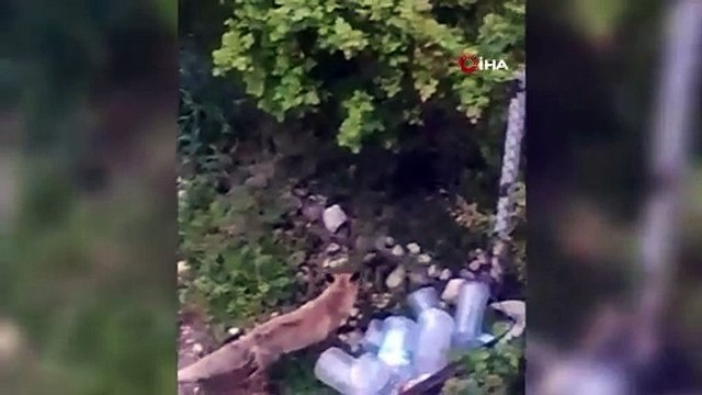 Aç kalan tilki şehir merkezine indi, sokaklarda, evlerin kapısında yiyecek aradı