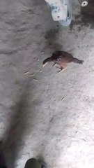 #yah murga hai bhai iska kaun sa ilaaj Karen Ham comment mein batao#