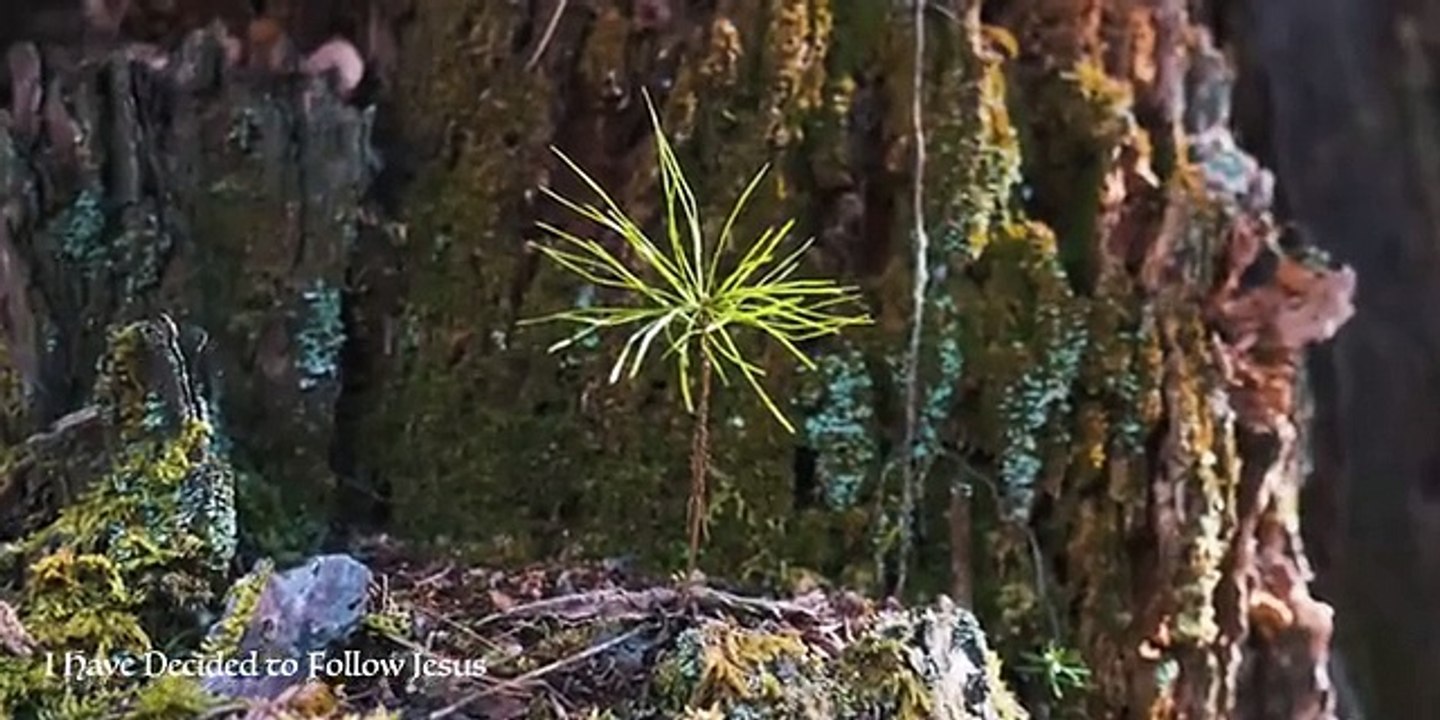 Lunchtime Classics - One Hour of Beautiful Instrumental Hymns