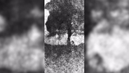 Video captures Sycamore Gap tree being cut down in less than three minutes