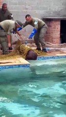 Capivara de 85 kg invade piscina e vídeo mostra resgate inusitado em Niterói