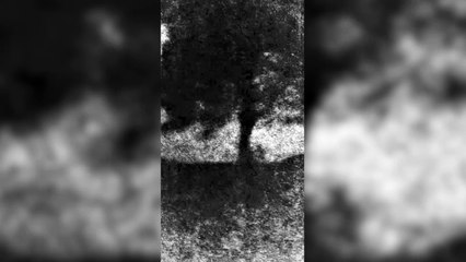 Watch the moment the world famous Sycamore Gap tree was felled