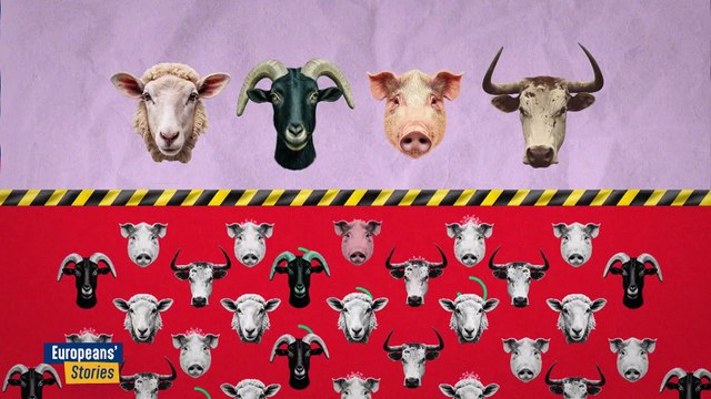 Hogyan küzd az Európai Unió a ragadós száj- és körömfájás legújabb járványa ellen?