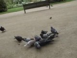 Partouze pigeons