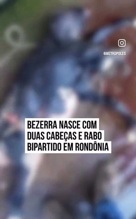 Bizarro: bezerra com duas cabeças nasce em São...