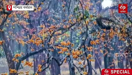 নিজের অঞ্চলের অজানা বন্যপ্রাণের ছবি ! দেখে চমকে উঠল আসানসোল