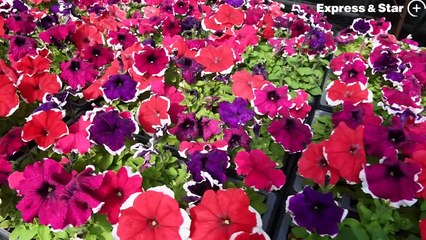 Ray Dolan, vice chair at Goscote Greenacres, Walsall, gets set for the plant sale.
