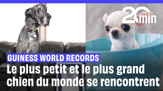 Le plus petit et le plus grand chien du monde se rencontrent