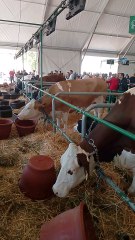 Salon international d'agriculture Au Maroc