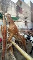 Huge and Beautiful Goats for Sale in Lahore at Reasonable Prices