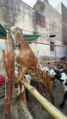 Huge and Beautiful Goats for Sale in Lahore at Reasonable Prices