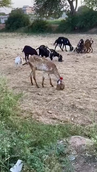 Goats Grazing for Wheat