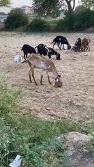 Goats Grazing for Wheat