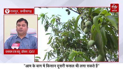 Agriculture Explainer: धान का कटोरा छत्तीसगढ़ बन सकता है फलों के राजा आम का गढ़, जानिए कैसे यह होगा संभव ?