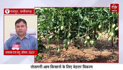 Agriculture Explainer: धान का कटोरा छत्तीसगढ़ बन सकता है फलों के राजा आम का गढ़, जानिए कैसे यह होगा संभव ?
