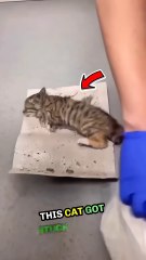 Cat Crying in Pain After Getting Stuck in Rat Trap 😿 -- Flour Used to Free Her! 💔🐾 #shorts