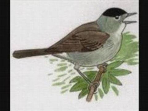 Fauvette à tête noire