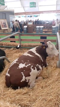 salon international d'agriculture Au Maroc Meknès