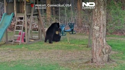 Three bears spotted playing on children's swing in Connecticut