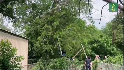 Migrante en EEUU pasó ocho horas subido a un árbol para evitar ser arrestado por migración