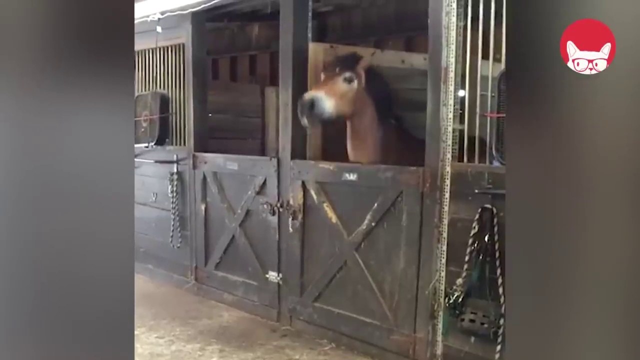 Pet Escape Artists _ Funny Pet Video Compilation _ The Pet Collective