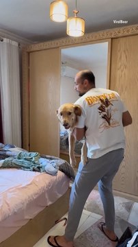 Baby and Dog Take Turns Getting Gently Tossed on the Bed by Dad