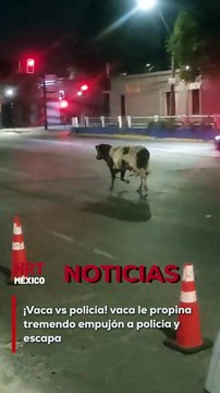 Un tenso encuentro se vivió en Noruega cuando un hombre intentó ahuyentar a un oso polar que se acercaba a un hotel. Sin embargo, el animal reaccionó persiguiéndolo, obligando al hombre a escapar a toda velocidad en su motocicleta tras fallar en intimidar