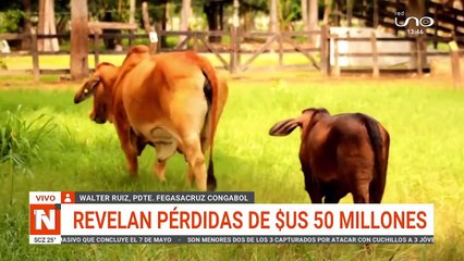 Fegasacruz revela pérdidas de $us 50 millones