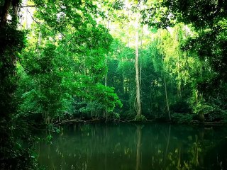 Floresta Encantada: Reflexos da Natureza no Lago Tranquilo