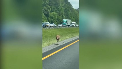 Bizarre moment driver spots a kangaroo bouncing down the highway in Alabama