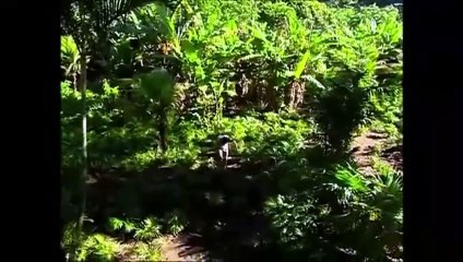 Caminhos do Coração 1ª Temp. Cap. 201