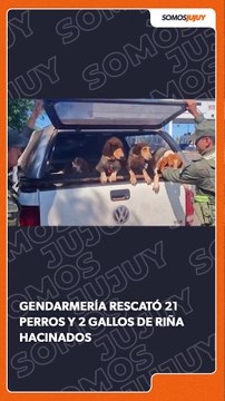 Rescataron a 21 perros y 2 gallos de riña hacinados