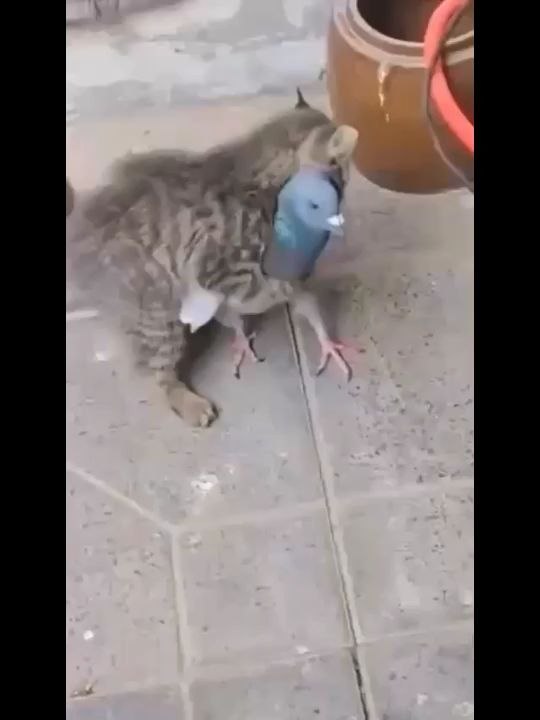 Tiny Kitten Fights Pigeon – Who Will Win?
