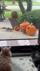 Cat Observes Furry Intruders Feast on Pumpkin