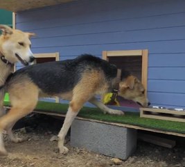Kindness Unleashed! Changing Animal Lives for the Better!