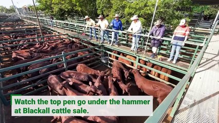 Top priced pen selling at Blackall sale