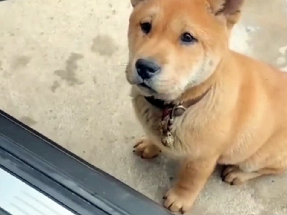 Funny video of pet dog