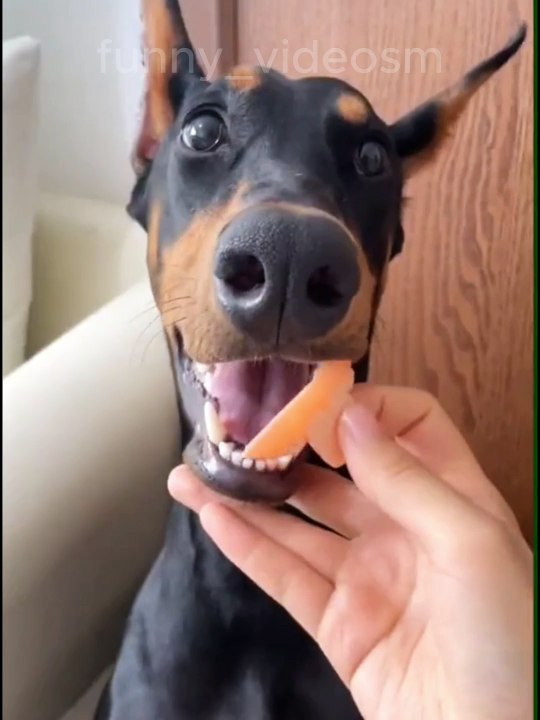 Funny Videos,cats and dogs