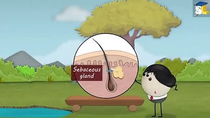 Why_do_we_get_pimples____#aumsum_#kids_#science_#education_#children(360p)