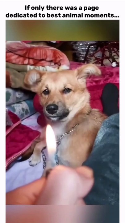 funnyvideos