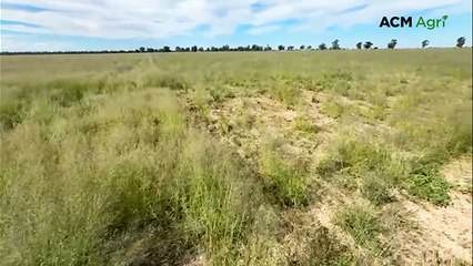 Silk, millet, cow peas and lucerne thrive after 36mm April rain in Goondiwindi
