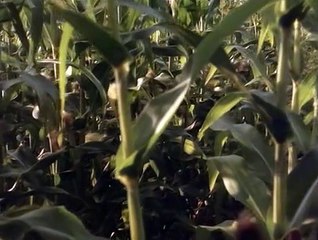 En Busca del Sueño Americano 1996 Español España Castellano - America's Dream