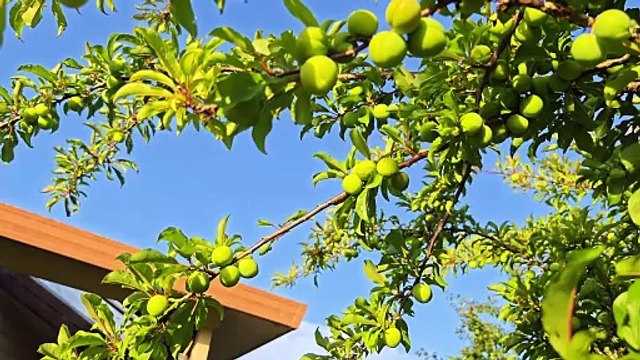 朝新悟道：閒談六道輪迴2，陰陽眼老太太看見土地公，靈魂出體打傷老公的臉，陰陽眼看見安祿山懼怕李林甫的原因， 朝新悟道：闲谈六道輪迴2，阴阳眼老太太看见土地公，灵魂出体打伤老公的脸，阴阳眼看见安禄山惧怕李林甫的原因， Zhaoxin's Insight into the Dao: Casual Talk on the Six Realms of Reincarnation 2, an Old Lady with Yin-Yang Eyes Sees the Earth Deity, Soul Out-of-