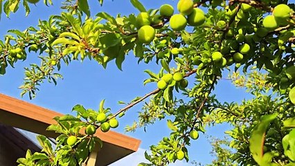 朝新悟道：閒談六道輪迴2，陰陽眼老太太看見土地公，靈魂出體打傷老公的臉，陰陽眼看見安祿山懼怕李林甫的原因， 朝新悟道：闲谈六道輪迴2，阴阳眼老太太看见土地公，灵魂出体打伤老公的脸，阴阳眼看见安禄山惧怕李林甫的原因， Zhaoxin's Insight into the Dao: Casual Talk on the Six Realms of Reincarnation 2, an Old Lady with Yin-Yang Eyes Sees the Earth Deity, Soul Out-of-