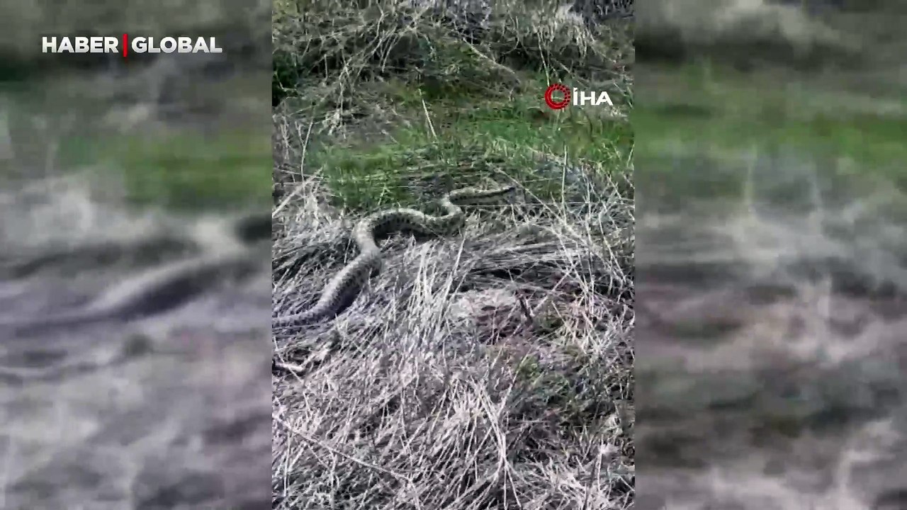 Erzurum'da 3 metre uzunluğunda yılan görüldü