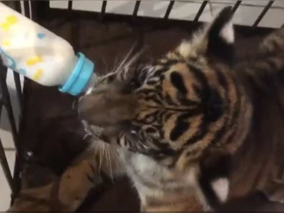 Seltenes Sumatra-Tigerbaby in indonesischem Zoo geboren